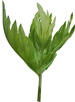 艾草艾叶素材