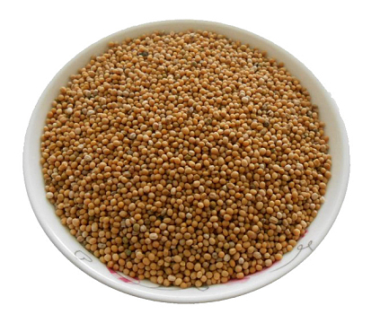 白芥子药用中药材