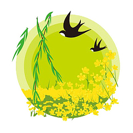 春分燕子油菜花