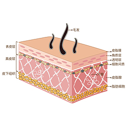 皮肤横截图医疗插画