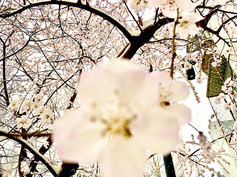 桃花，初春的记忆