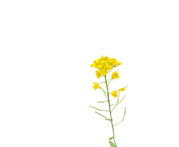 春天里的油菜花