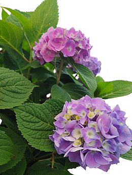 花绣球花植物绿植