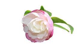 粉色小清新春天山茶花