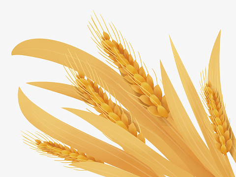 金色卡通芒种稻穗手绘图