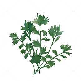 绿色小清新艾叶艾草端午节手绘图