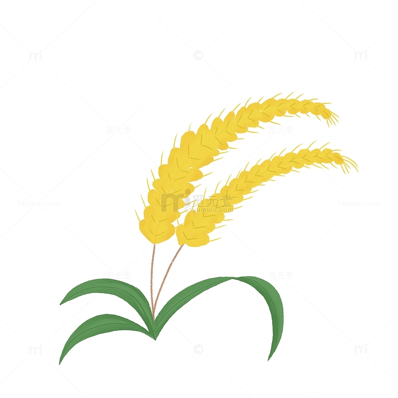 手绘芒种小麦麦子