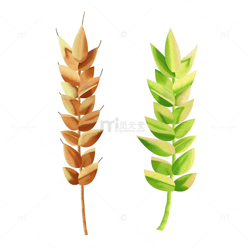 黄色绿色植物小清新小麦谷物麦穗芒种插画