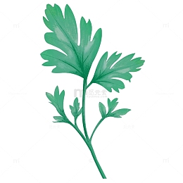 艾叶艾草叶手绘艾叶小清新端午艾叶素材