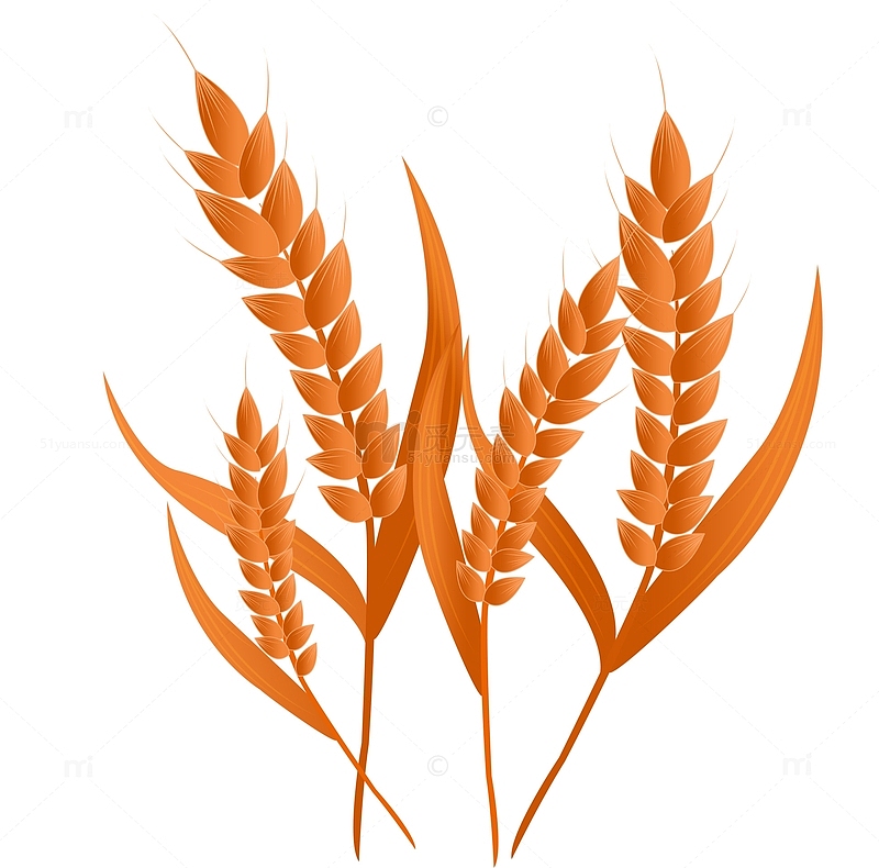 芒种农作物小麦