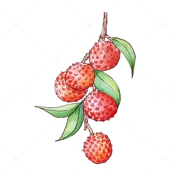 夏天水果荔枝