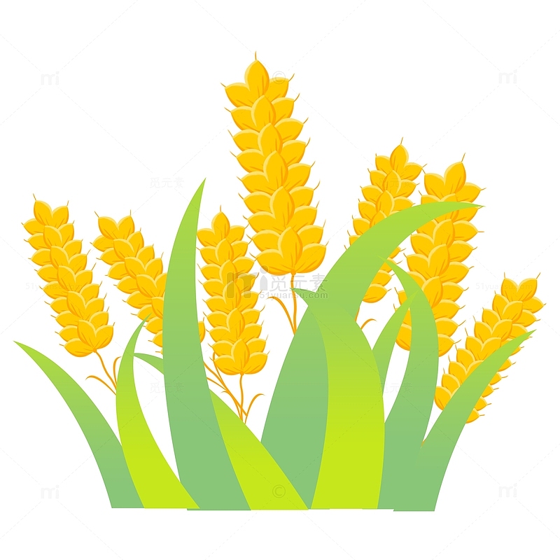 黄色芒种麦子植物元素