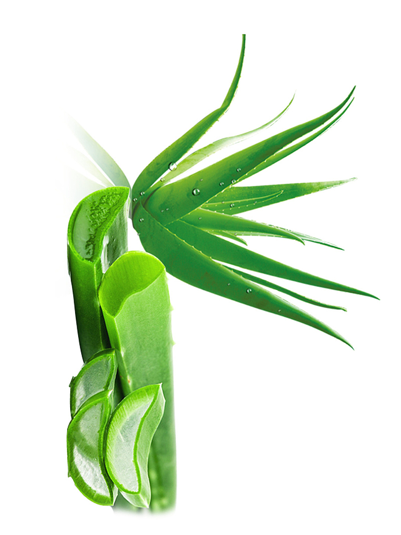 PNG芦荟植物绿色透明图