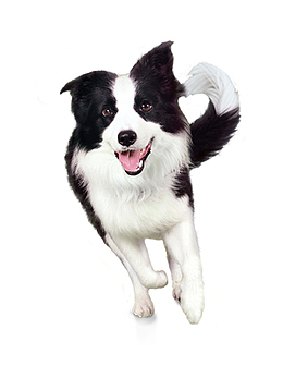 奔跑的狗狗二哈动物免扣元素