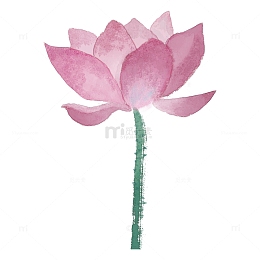 红色粉色小清新荷花夏至水彩风格手绘