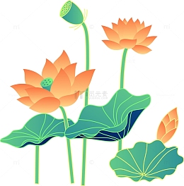 粉嫩含苞欲放荷花夏至夏天植物