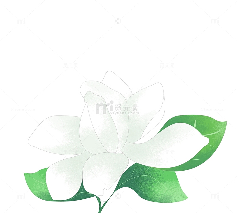 白色清新茉莉花夏季植物花卉手绘素材