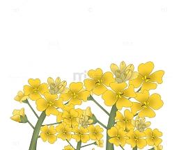 黄色小清新油菜花植物花卉素材
