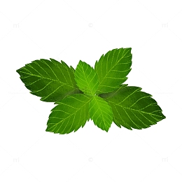 绿色小清新小暑薄荷
