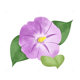 紫色夏季牵牛花喇叭花植物花卉手绘