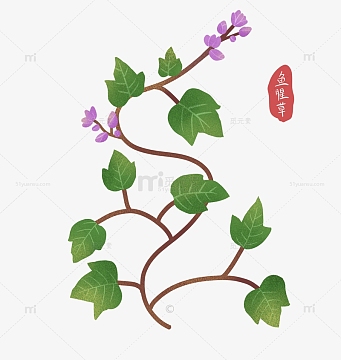 小清新手绘噪点鱼腥草植物中医药草本