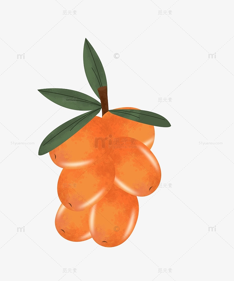 橙色沙棘果水果植物手绘素材