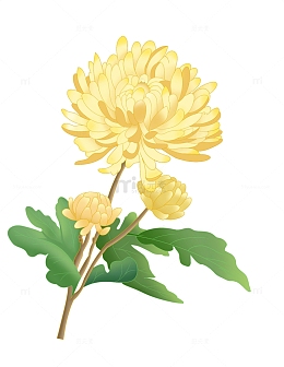 黄色国潮菊花中秋节立秋重阳节赏菊