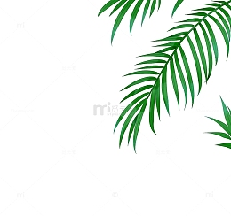 叶子热带大暑小暑边角装饰夏天海滩绿色