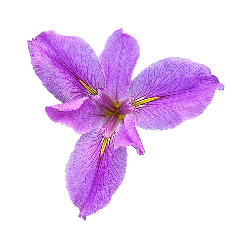 正面粉紫色花朵鸢尾花实拍图