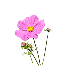 粉色波斯菊免扣素材