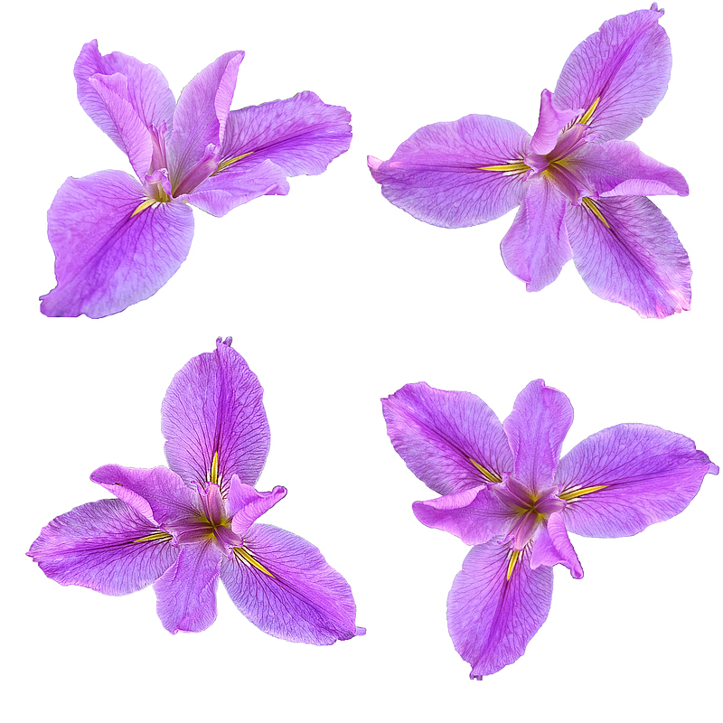 清新优雅粉紫色花骨朵鸢尾花花瓣