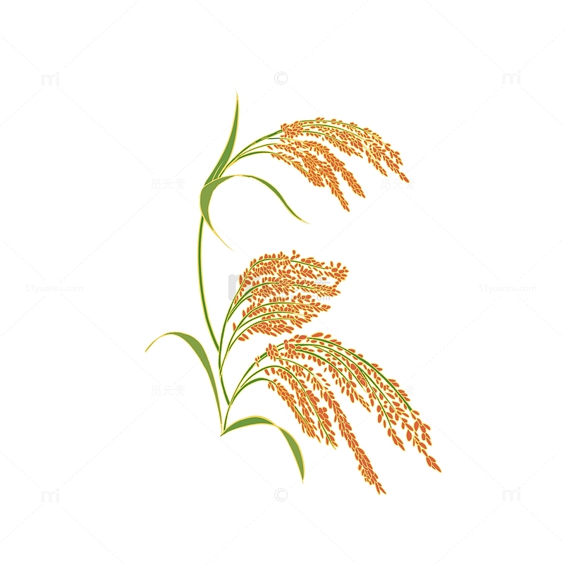 手绘写实植物水稻高粱植物农作物