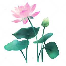 绿色手绘小暑莲花