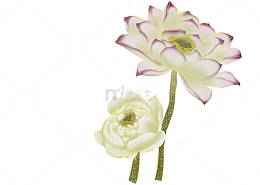 小清新绿色国潮插画元素荷花