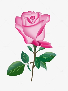 粉色浪漫七夕情人节礼物手绘玫瑰花植物