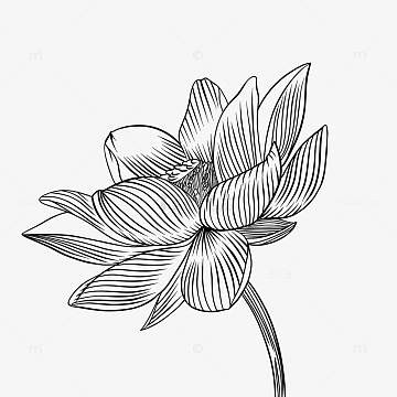 荷叶大暑手绘插画(1067x1600)psdpng红色粉色黑色水墨风格荷花荷叶