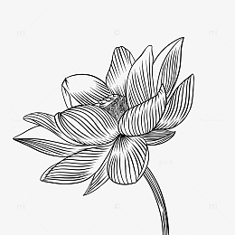 黑白线稿夏季荷花大暑线描图