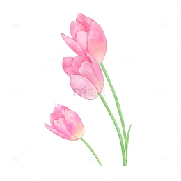 手绘水彩风粉色郁金香小清新花卉插画