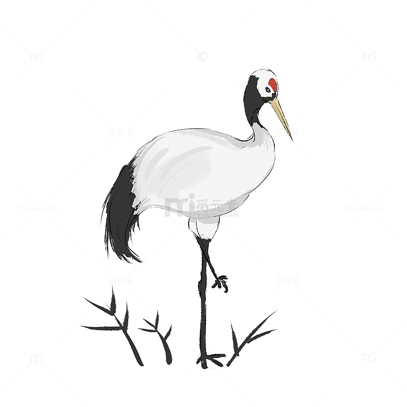 中国风水墨画丹顶鹤动物手绘插画