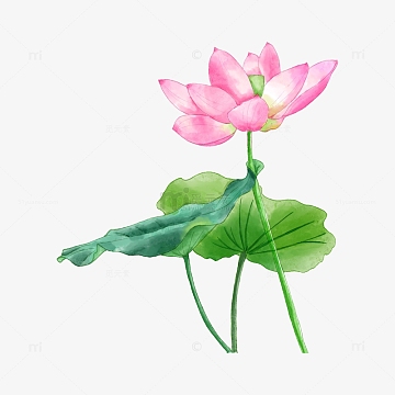 水彩风手绘荷花荷叶