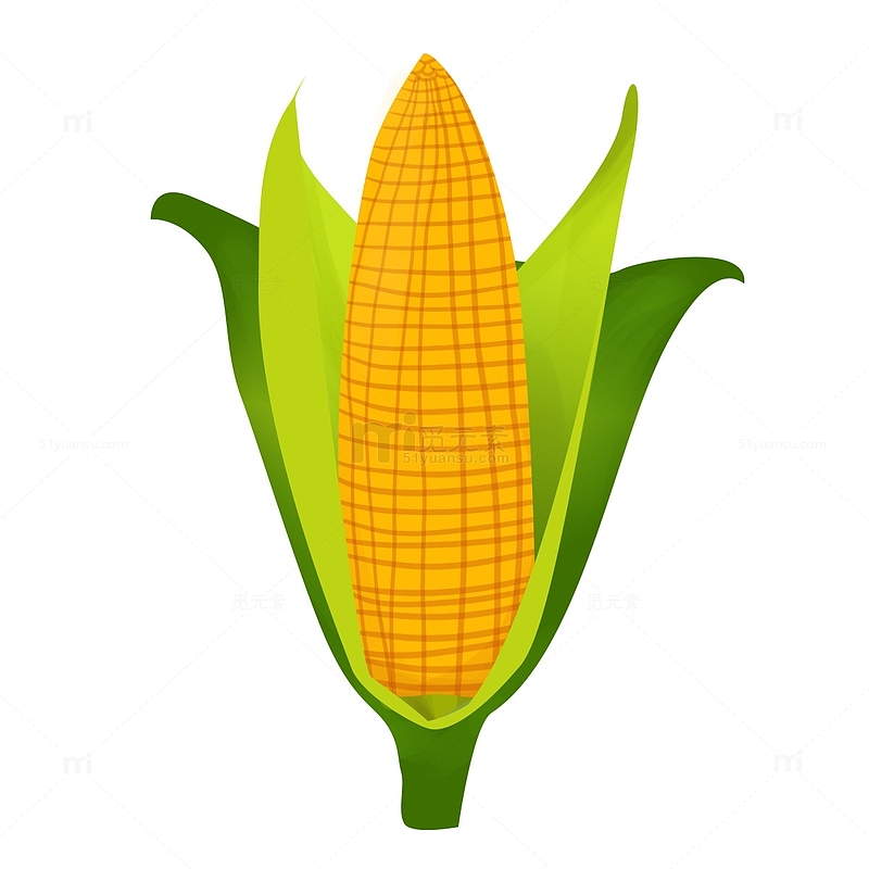 黄色玉米新鲜蔬菜手绘农作物