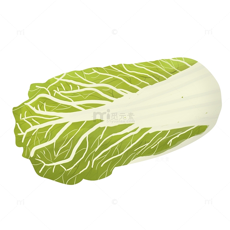 绿色蔬菜大白菜手绘