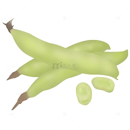 绿色蚕豆南豆胡豆蔬菜食品 植物手绘