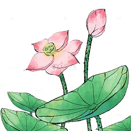 水墨淡雅风荷花