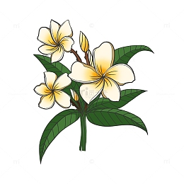 卡通鸡蛋花手绘插画元素