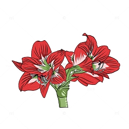 红色手绘春天花朵牵牛花