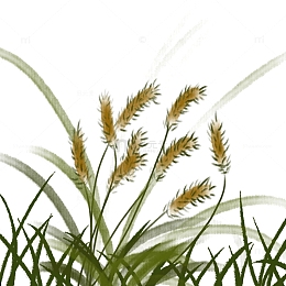 绿草狗尾巴草水墨植物