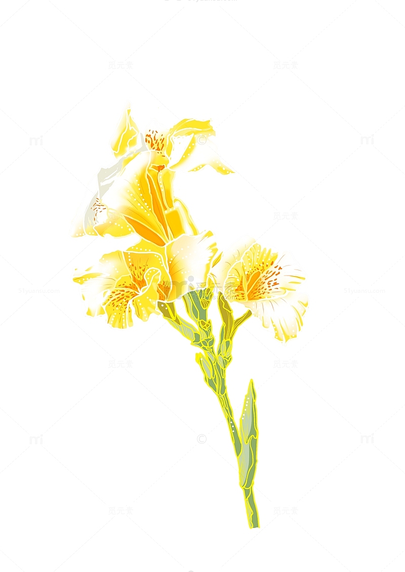 黄色国潮花卉线稿手绘图