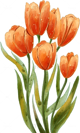 水彩风金色郁金香手绘图