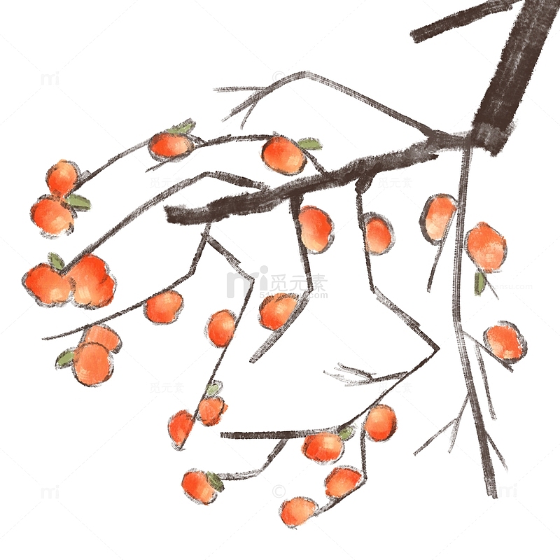 水墨画橙色柿子树枝立秋节气果实
